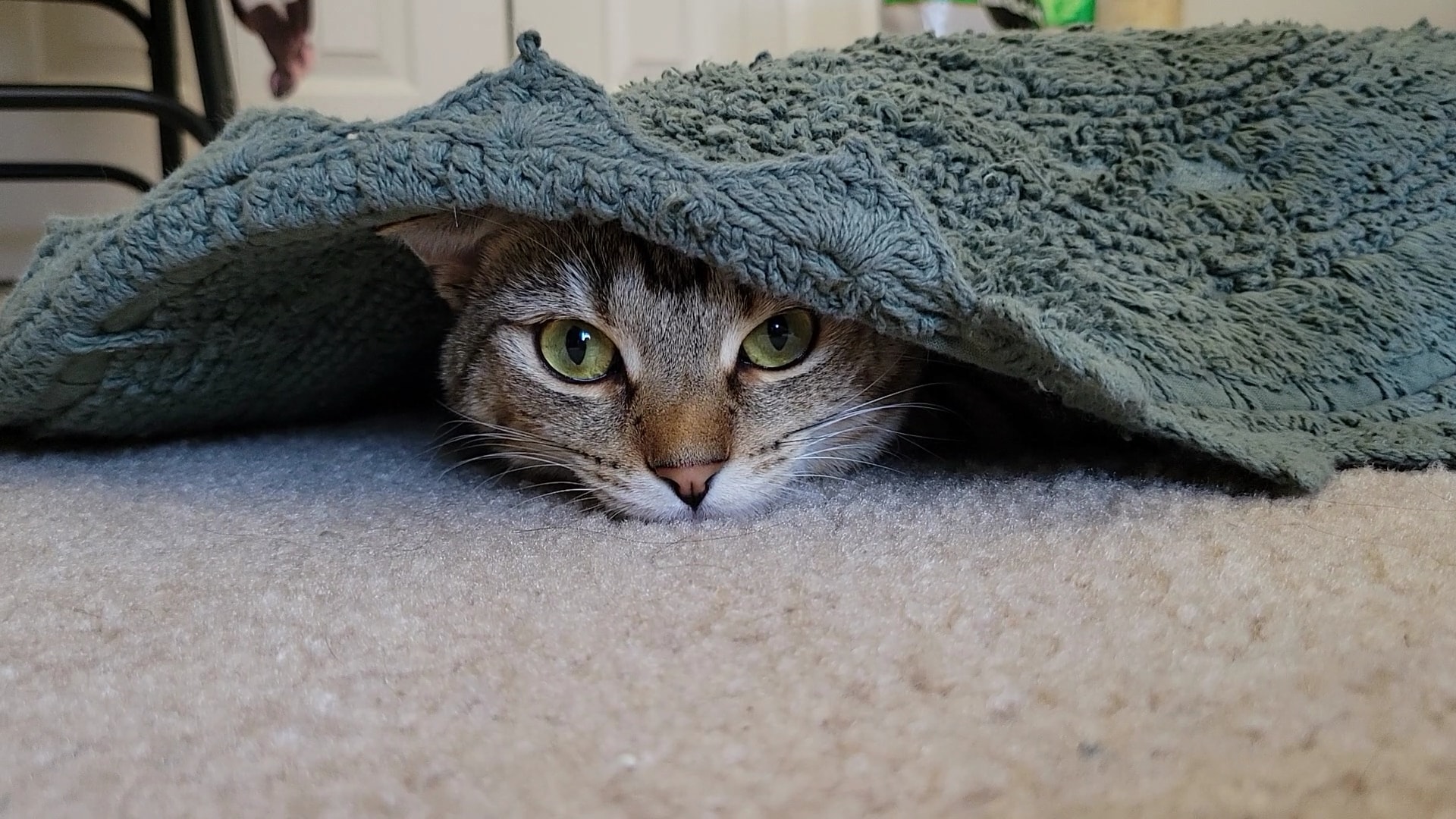 One of our members' pets