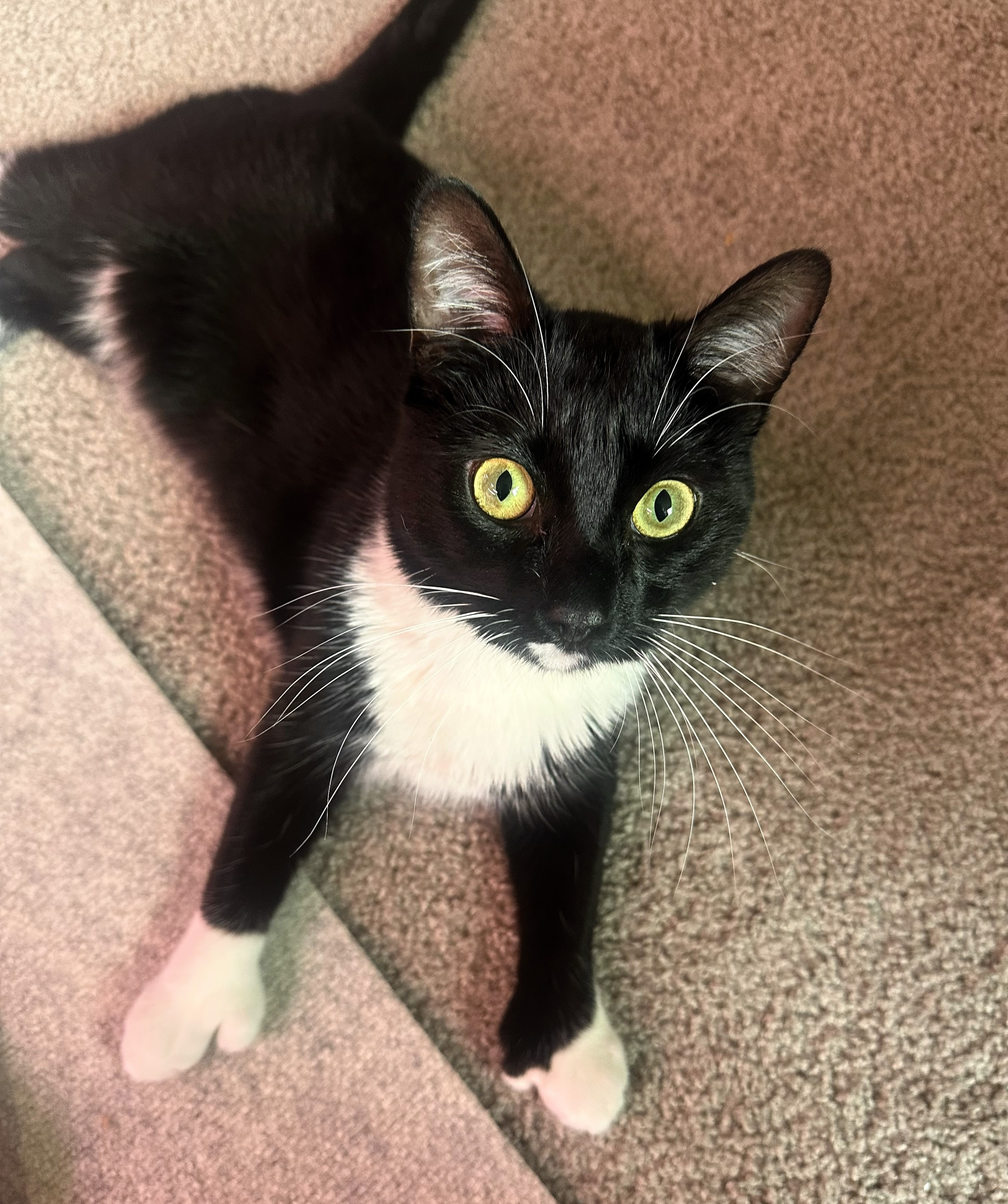 Bruce — Lauryn's Cat