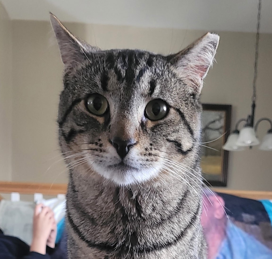 Figaro — Denise's Cat