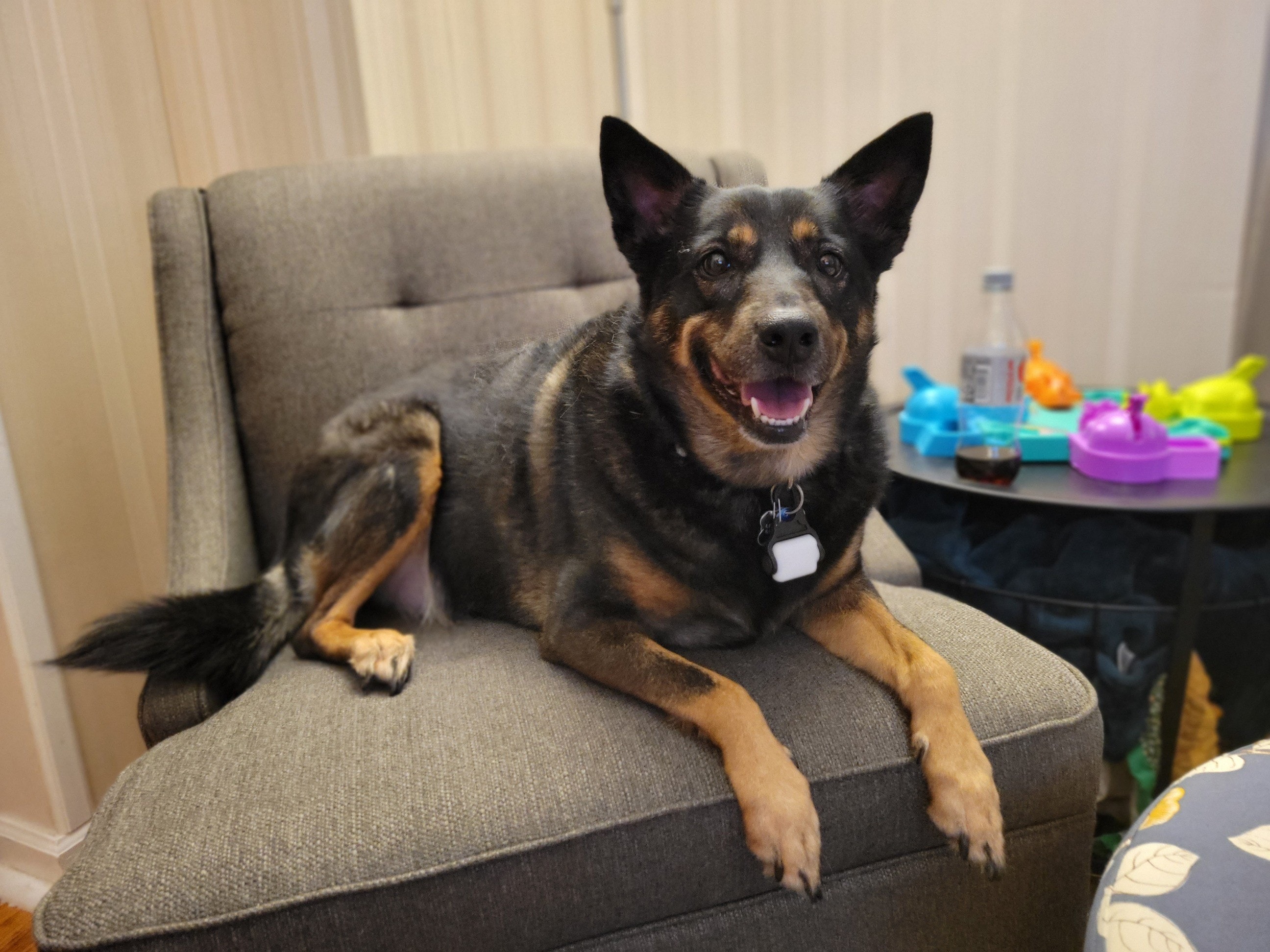 Dorothy — Denise's Dog